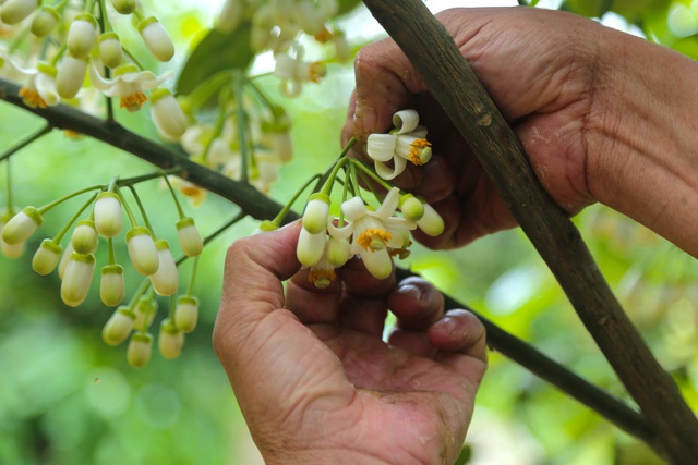  Lạ lùng cảnh se duyên cho bưởi đặc sản ở Hà Tĩnh - Ảnh 3.