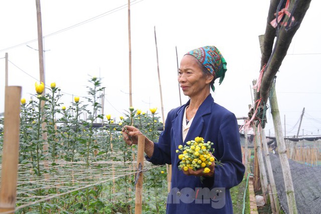 Người dân làng Tây Tựu phấn khởi vì giá hoa hồi sinh - Ảnh 16.