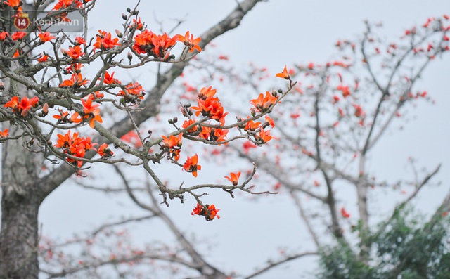 Tháng 3, hoa gạo nở rực góc trời Hà Nội: Thiếu nữ xúng xính áo dài, phó nháy đua nhau săn ảnh - Ảnh 5.