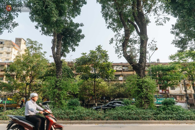 Những tuyến phố có hàng cây xanh được quy hoạch 100 năm trước ở Hà Nội giờ ra sao? - Ảnh 14.