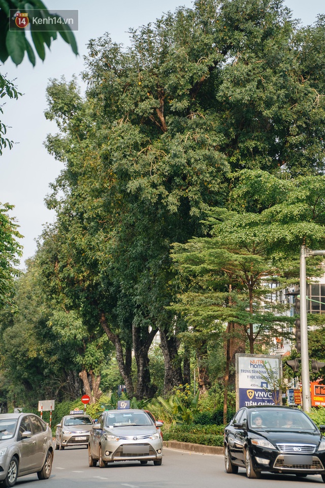 Những tuyến phố có hàng cây xanh được quy hoạch 100 năm trước ở Hà Nội giờ ra sao? - Ảnh 16.