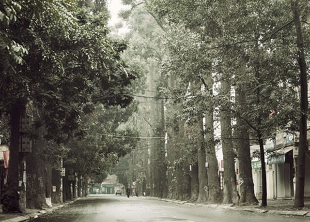 Những tuyến phố có hàng cây xanh được quy hoạch 100 năm trước ở Hà Nội giờ ra sao? - Ảnh 3.
