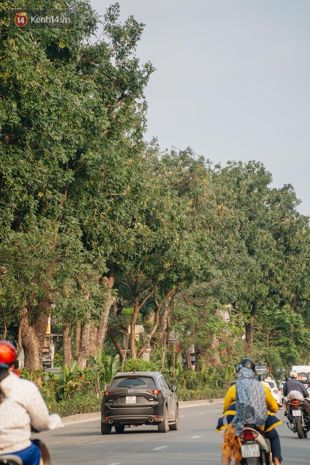 Những tuyến phố có hàng cây xanh được quy hoạch 100 năm trước ở Hà Nội giờ ra sao? - Ảnh 23.