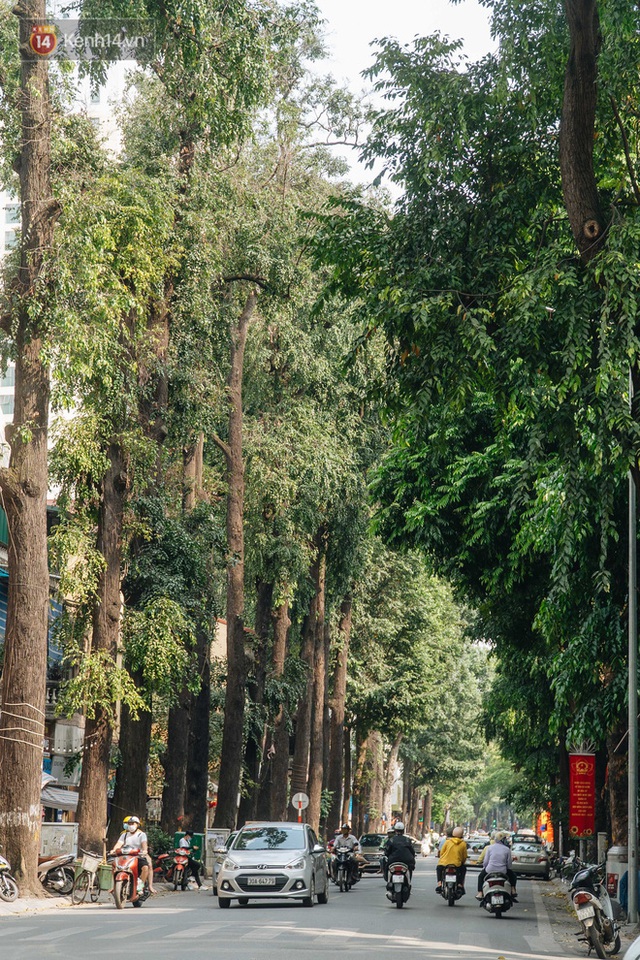 Những tuyến phố có hàng cây xanh được quy hoạch 100 năm trước ở Hà Nội giờ ra sao? - Ảnh 8.