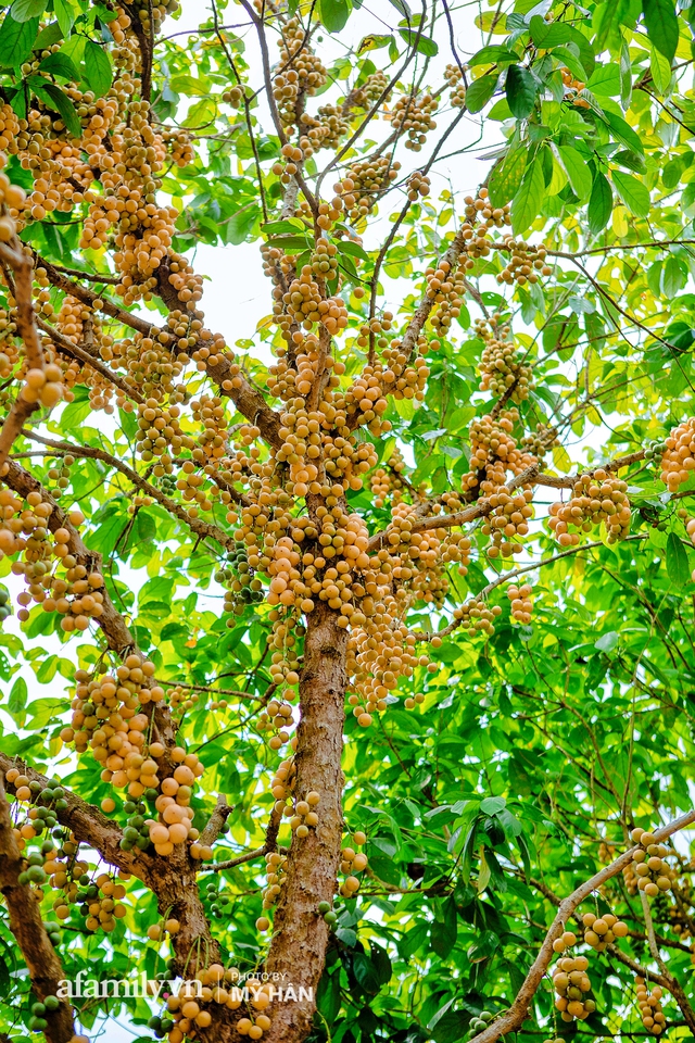 Thứ quả chỉ miền Tây mới có: Mọc thành chùm nhìn tưởng như nho, nhưng lại khiến cả thế giới phải ngỡ ngàng về định nghĩa ĂN DÂU NHẢ HỘT không thôi bị sặc là khỏi đền! - Ảnh 3.