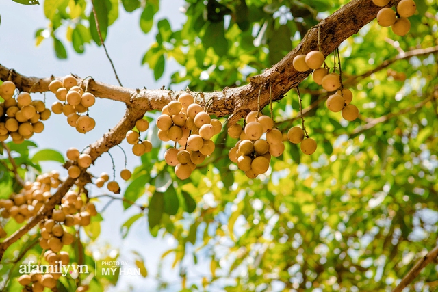 Thứ quả chỉ miền Tây mới có: Mọc thành chùm nhìn tưởng như nho, nhưng lại khiến cả thế giới phải ngỡ ngàng về định nghĩa ĂN DÂU NHẢ HỘT không thôi bị sặc là khỏi đền! - Ảnh 23.