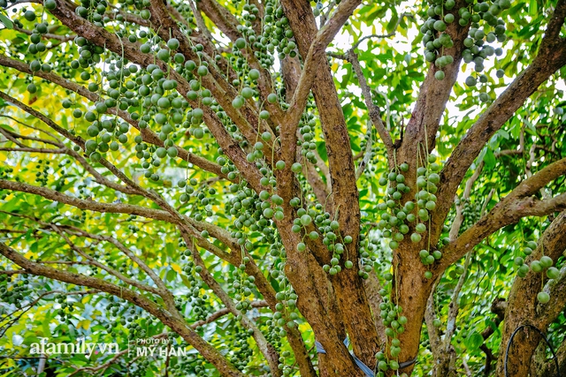 Thứ quả chỉ miền Tây mới có: Mọc thành chùm nhìn tưởng như nho, nhưng lại khiến cả thế giới phải ngỡ ngàng về định nghĩa ĂN DÂU NHẢ HỘT không thôi bị sặc là khỏi đền! - Ảnh 10.