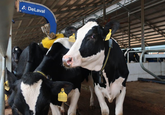 “Tất tần tật” về chế độ chăm sóc đàn bò nhập khẩu tại trang trại Vinamilk Green Farm - Ảnh 3.