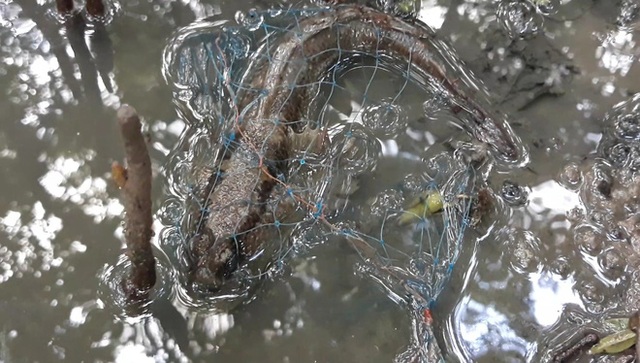  Xuyên rừng săn loài cá kỳ lạ biết leo cây ở Cà Mau - Ảnh 2.