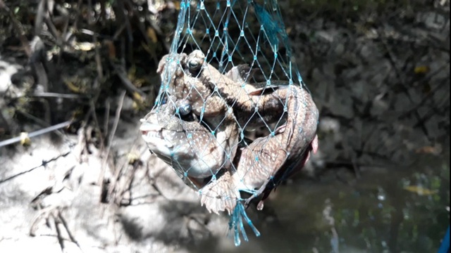  Xuyên rừng săn loài cá kỳ lạ biết leo cây ở Cà Mau - Ảnh 5.