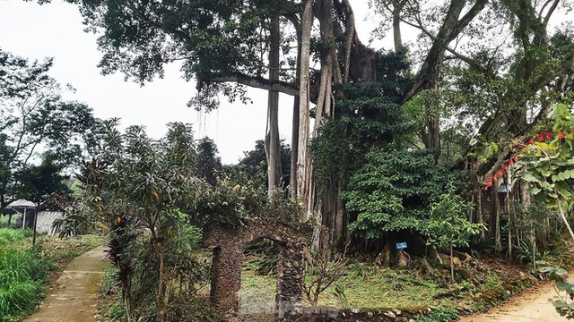  Chiêm ngưỡng cây đa Thần Rùa khổng lồ ở Hà Nội - Ảnh 1.