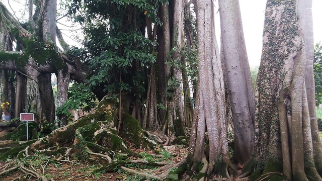  Chiêm ngưỡng cây đa Thần Rùa khổng lồ ở Hà Nội - Ảnh 3.