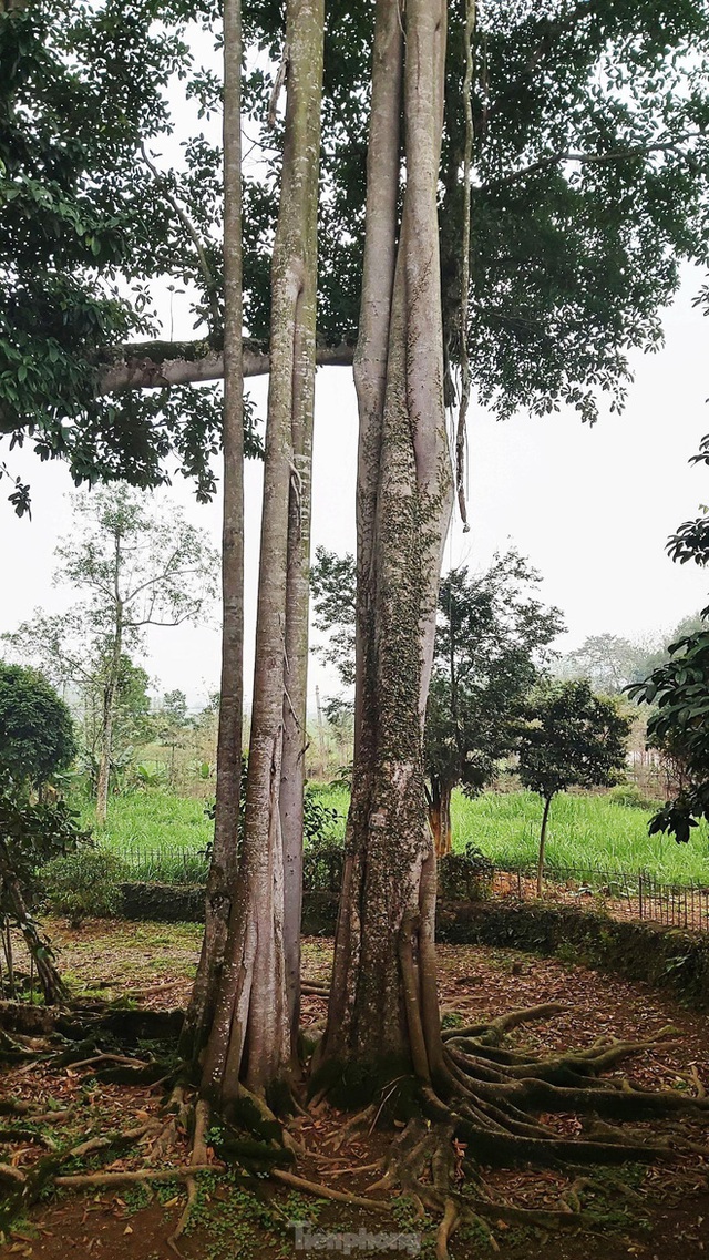  Chiêm ngưỡng cây đa Thần Rùa khổng lồ ở Hà Nội - Ảnh 4.