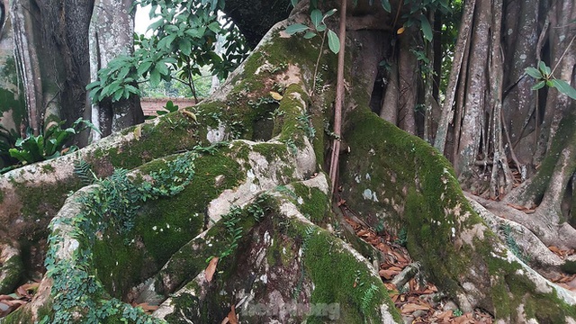  Chiêm ngưỡng cây đa Thần Rùa khổng lồ ở Hà Nội - Ảnh 5.