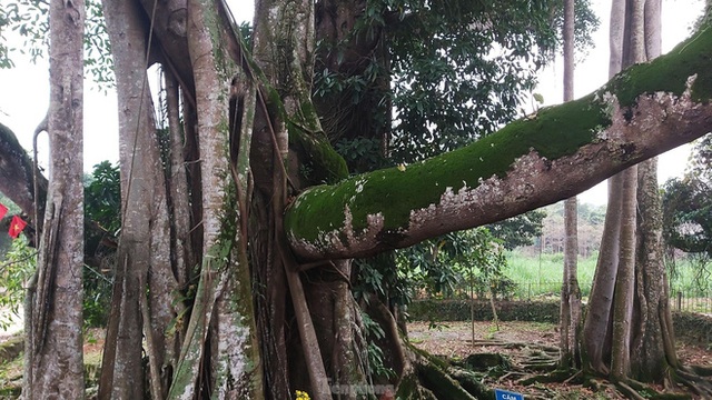  Chiêm ngưỡng cây đa Thần Rùa khổng lồ ở Hà Nội - Ảnh 6.