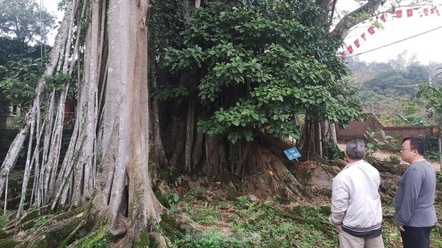  Chiêm ngưỡng cây đa Thần Rùa khổng lồ ở Hà Nội - Ảnh 7.