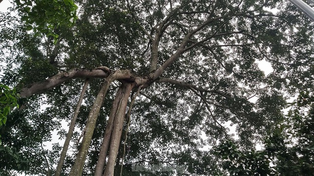  Chiêm ngưỡng cây đa Thần Rùa khổng lồ ở Hà Nội - Ảnh 8.