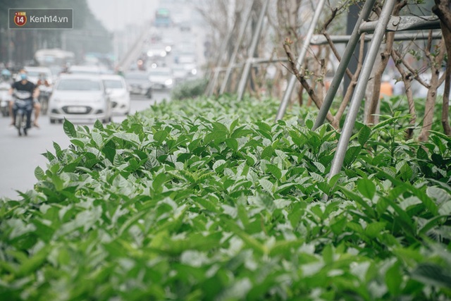 Hàng phong lá đỏ ở Hà Nội: Từ kỳ vọng Châu Âu giữa lòng Thủ đô đến những cành củi khô sắp bị thay thế - Ảnh 11.