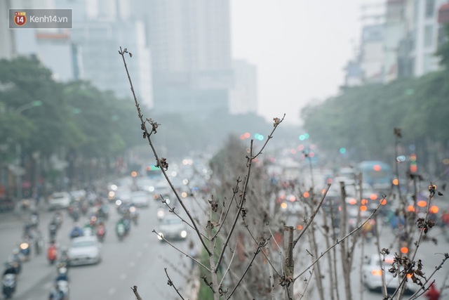 Hàng phong lá đỏ ở Hà Nội: Từ kỳ vọng Châu Âu giữa lòng Thủ đô đến những cành củi khô sắp bị thay thế - Ảnh 5.