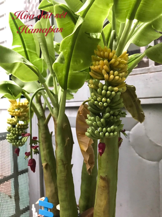 Người phụ nữ có biệt tài phù phép nắm đất vô tri trở nên có hồn, dân tình mắt chữ A miệng chữ O vì quá nhiều lần bị đánh lừa bởi các sản phẩm siêu thực! - Ảnh 5. Người phụ nữ có biệt tài phù phép nắm đất vô tri trở nên có hồn, dân tình mắt chữ A miệng chữ O vì quá nhiều lần bị đánh lừa bởi các sản phẩm siêu thực! - Ảnh 5.