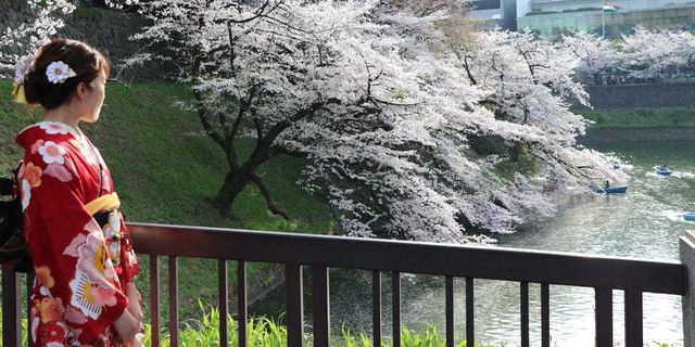 Hoa anh đào Nhật Bản nở rộ, lập kỷ lục thời gian nở sớm nhất trong 1.200 năm - Ảnh 1.