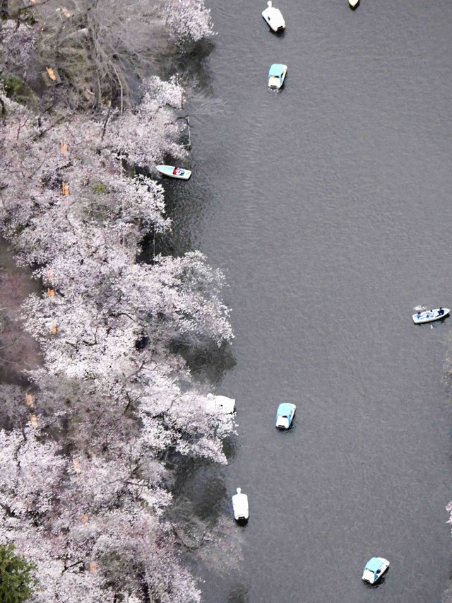 Hoa anh đào Nhật Bản nở rộ, lập kỷ lục thời gian nở sớm nhất trong 1.200 năm - Ảnh 3.