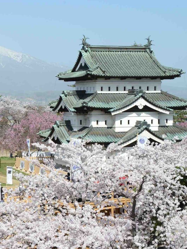 Hoa anh đào Nhật Bản nở rộ, lập kỷ lục thời gian nở sớm nhất trong 1.200 năm - Ảnh 4.