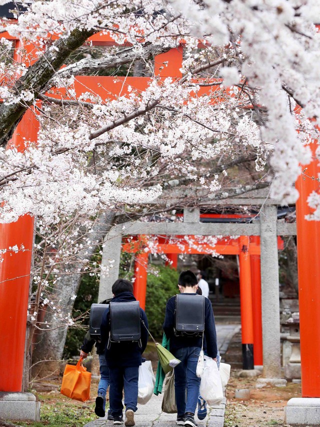 Hoa anh đào Nhật Bản nở rộ, lập kỷ lục thời gian nở sớm nhất trong 1.200 năm - Ảnh 5.