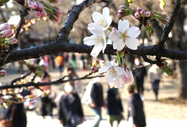 Hoa anh đào Nhật Bản nở rộ, lập kỷ lục thời gian nở sớm nhất trong 1.200 năm - Ảnh 7.