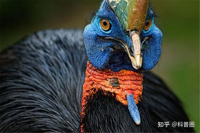 Cassowary: Loài chim nguy hiểm nhất hành tinh, ngay cả quân đội cũng phải nể sợ chúng vài phần - Ảnh 4.