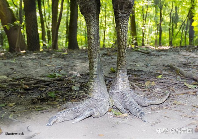 Cassowary: Loài chim nguy hiểm nhất hành tinh, ngay cả quân đội cũng phải nể sợ chúng vài phần - Ảnh 8.