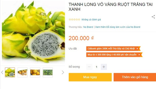  Vì sao thanh long vàng độc - lạ nhưng vẫn rớt giá thảm hại?  - Ảnh 4.