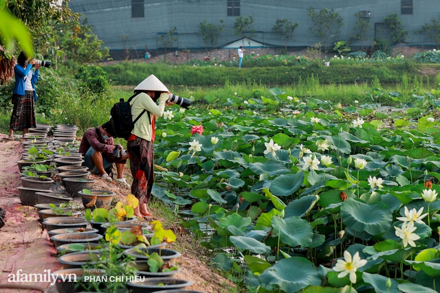  Đầm sen KHỦNG NHẤT VIỆT NAM với gần 170 loại sen quý trên khắp thế giới, mới mở được 2 năm nên nhiều người yêu sen nhất Hà Nội cũng chưa chắc biết  - Ảnh 22.