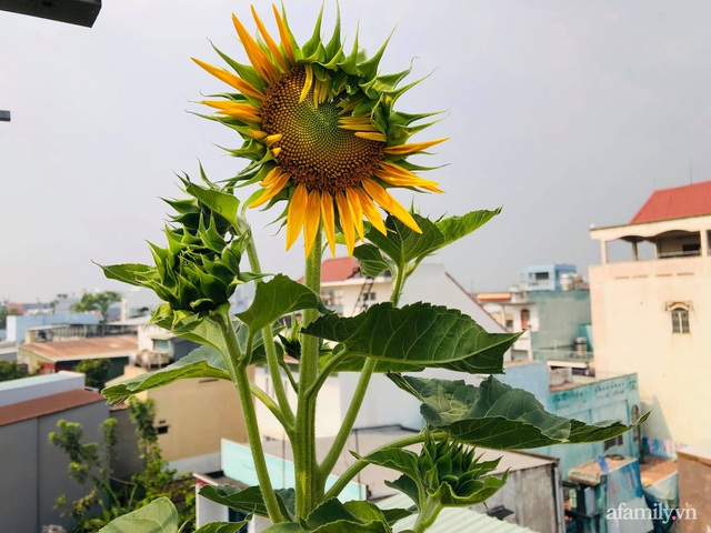 Khu vườn thạch sanh bội thu rau quả quanh năm trên sân thượng ở Sài Gòn - Ảnh 28.