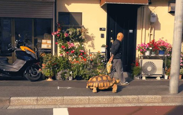 Ông lão người Nhật nuôi con rùa nặng 70kg, quãng đường 5 phút đi mất 3 tiếng: Sống chậm lại, cuộc đời quả thực đáng yêu hơn bạn nghĩ