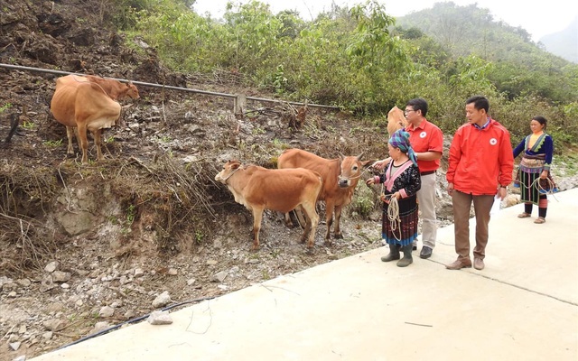 Cán bộ Hội chữ thập đỏ huyện Sìn Hồ kiểm tra sinh đàn bò dự án ở xã Tủa Sín Chải