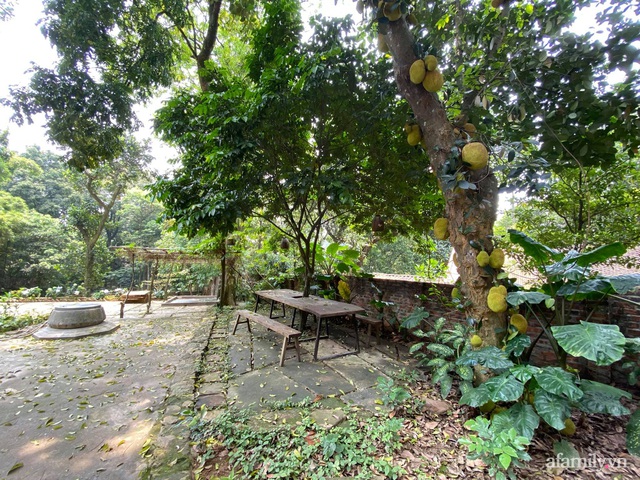 Cuộc sống yên bình trong ngôi nhà nhỏ và khu vườn xanh mát bóng cây ở ngoại thành Hà Nội - Ảnh 12.