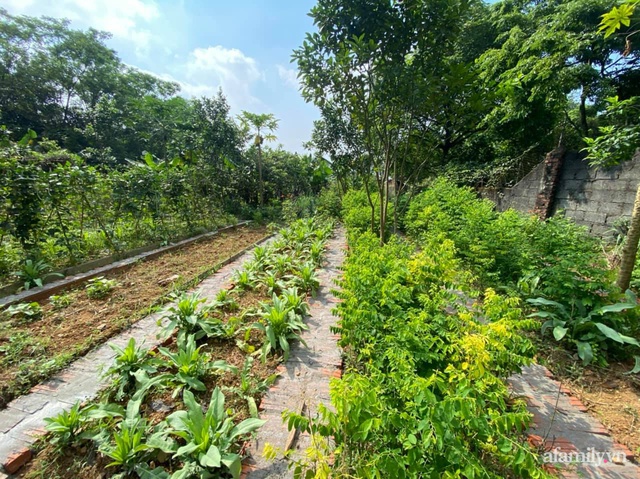 Cuộc sống yên bình trong ngôi nhà nhỏ và khu vườn xanh mát bóng cây ở ngoại thành Hà Nội - Ảnh 26.
