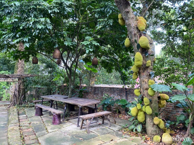 Cuộc sống yên bình trong ngôi nhà nhỏ và khu vườn xanh mát bóng cây ở ngoại thành Hà Nội - Ảnh 33.