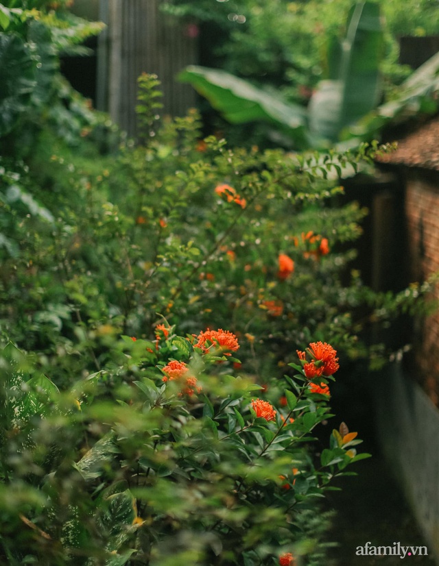 Cuộc sống yên bình trong ngôi nhà nhỏ và khu vườn xanh mát bóng cây ở ngoại thành Hà Nội - Ảnh 38.
