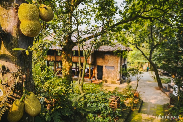 Cuộc sống yên bình trong ngôi nhà nhỏ và khu vườn xanh mát bóng cây ở ngoại thành Hà Nội - Ảnh 7.