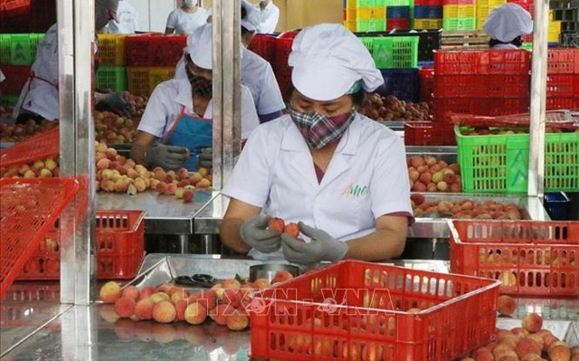 Sơ chế vải xuất khẩu tại nhà máy của Công ty Cổ phần Ameii Việt Nam đặt tại xã Thanh Xá, huyện Thanh Hà, tỉnh Hải Dương.