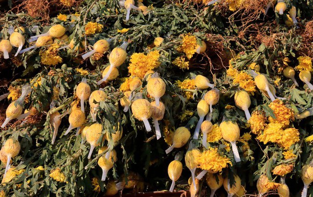  Hàng chục triệu cành hoa Tết Đoan Ngọ ở Đà Lạt ‘tắc’ đầu ra  - Ảnh 2.