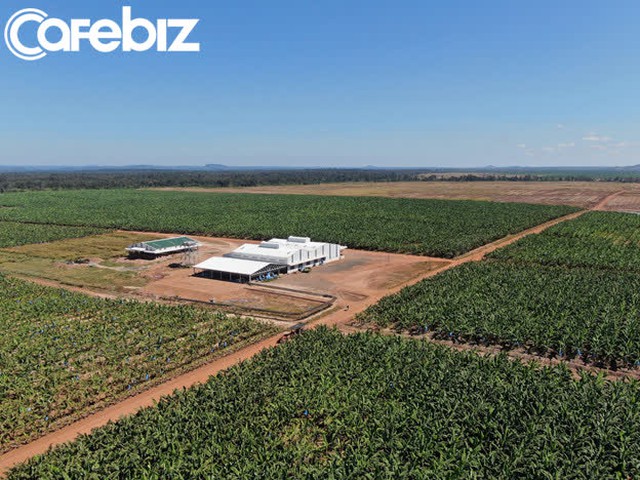 Mọi chuyện khó khăn hơn THACO tưởng, nên họ vừa điều chỉnh kế hoạch kinh doanh 2021 của HAGL Agrico: Tổng mức đầu tư 1.024 tỷ đồng, doanh thu 1.456 tỷ và lỗ 84 tỷ - Ảnh 2.