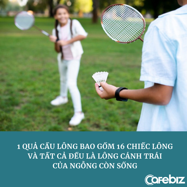 Quả cầu lông - 1 bầu trời tinh tế: Có đúng 16 sợi lông bên cánh trái của những con ngỗng còn sống! - Ảnh 2.