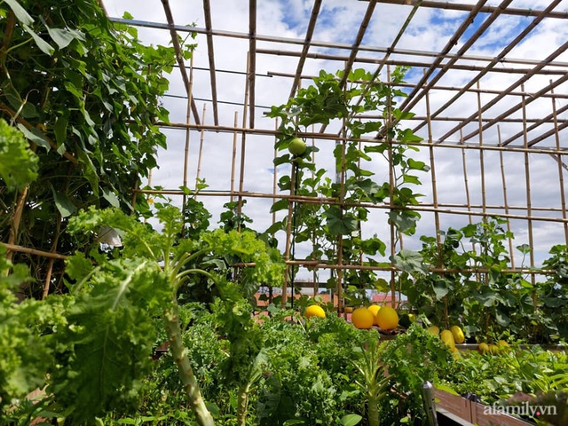 Sân thượng 50m² không khác gì trang trại với đủ loại rau quả sạch theo mùa của mẹ đảm ở Hà Nội - Ảnh 1.