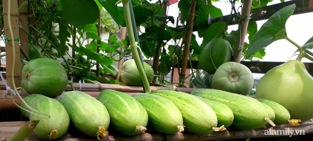 Sân thượng 50m² không khác gì trang trại với đủ loại rau quả sạch theo mùa của mẹ đảm ở Hà Nội - Ảnh 17.