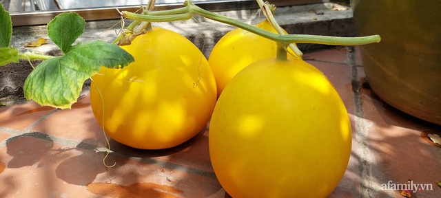 Sân thượng 50m² không khác gì trang trại với đủ loại rau quả sạch theo mùa của mẹ đảm ở Hà Nội - Ảnh 23.