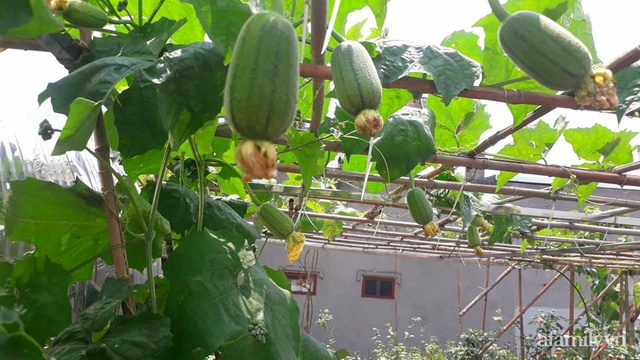 Sân thượng 50m² không khác gì trang trại với đủ loại rau quả sạch theo mùa của mẹ đảm ở Hà Nội - Ảnh 4.