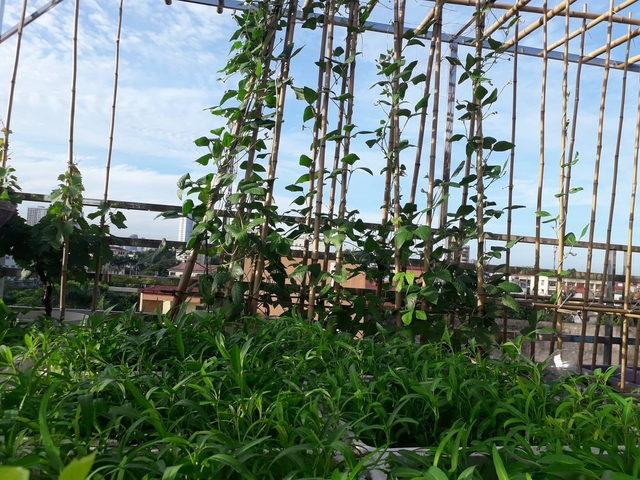 Sân thượng 50m² không khác gì trang trại với đủ loại rau quả sạch theo mùa của mẹ đảm ở Hà Nội - Ảnh 5.